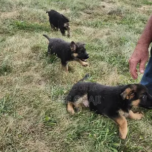 1-3 months Male Purebred German Shepherd
