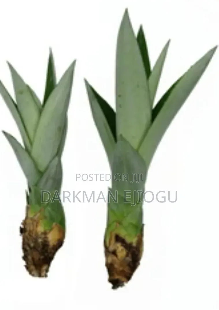 Pineapple Suckers