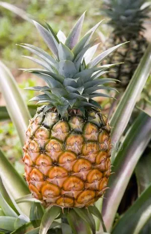 Pineapple Suckers