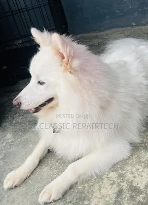 6-12 months Male Purebred American Eskimo