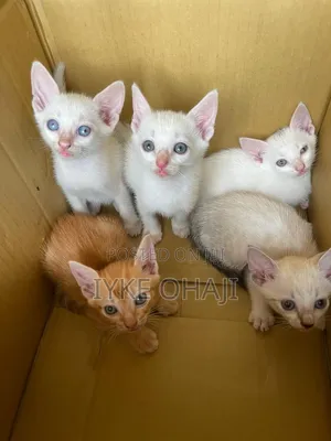 1-3 months Female Purebred American Shorthair