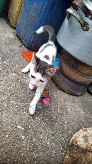 1-3 months Female Purebred Tabby