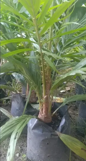 Hybrid Palm Suckers