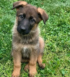 1-3 months Male Purebred German Shepherd