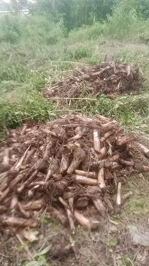 Plantain Sucker