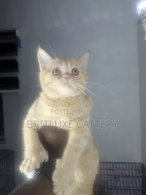 1-3 months Male Mixed Breed British Shorthair