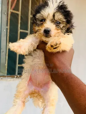 1-3 months Female Purebred Lhasa Apso