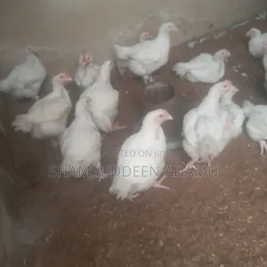 Agric Broiler