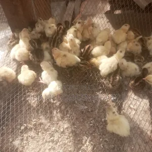 Quail/Salwa