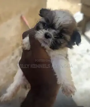 1-3 months Female Purebred Lhasa Apso
