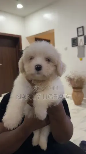 3-6 months Male Purebred Lhasa Apso