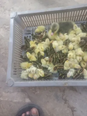 Quail/Salwa