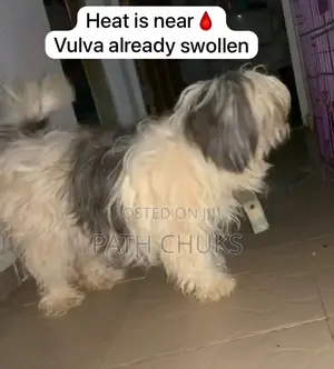 6-12 months Female Purebred Lhasa Apso