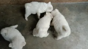 3-6 months Male Purebred American Eskimo
