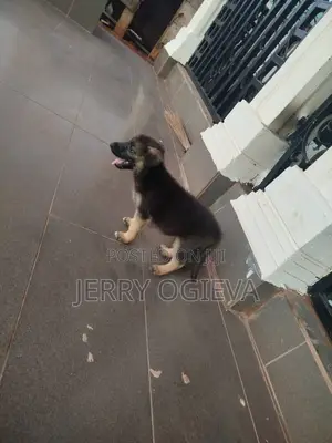 1-3 months Female Purebred German Shepherd