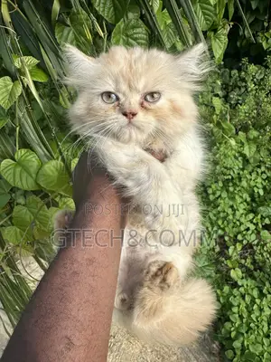 1-3 months Male Purebred Persian