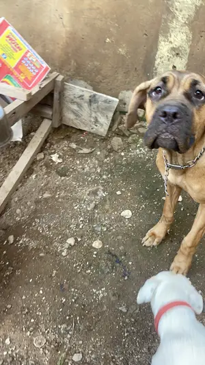 1+ year Female Purebred Boerboel