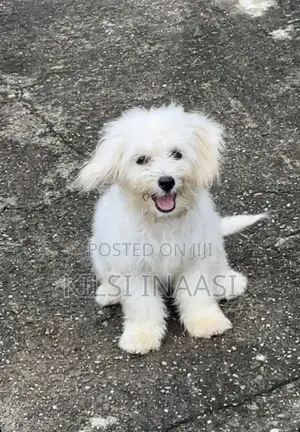 3-6 months Male Purebred Lhasa Apso