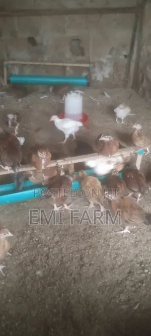 4weeks Noiler Chicken Available for Sale