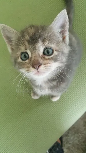 0-1 month Female Purebred Tabby