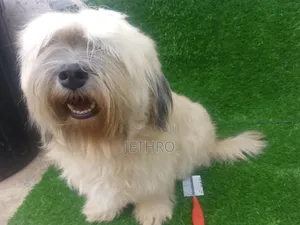 1+ year Female Purebred Lhasa Apso