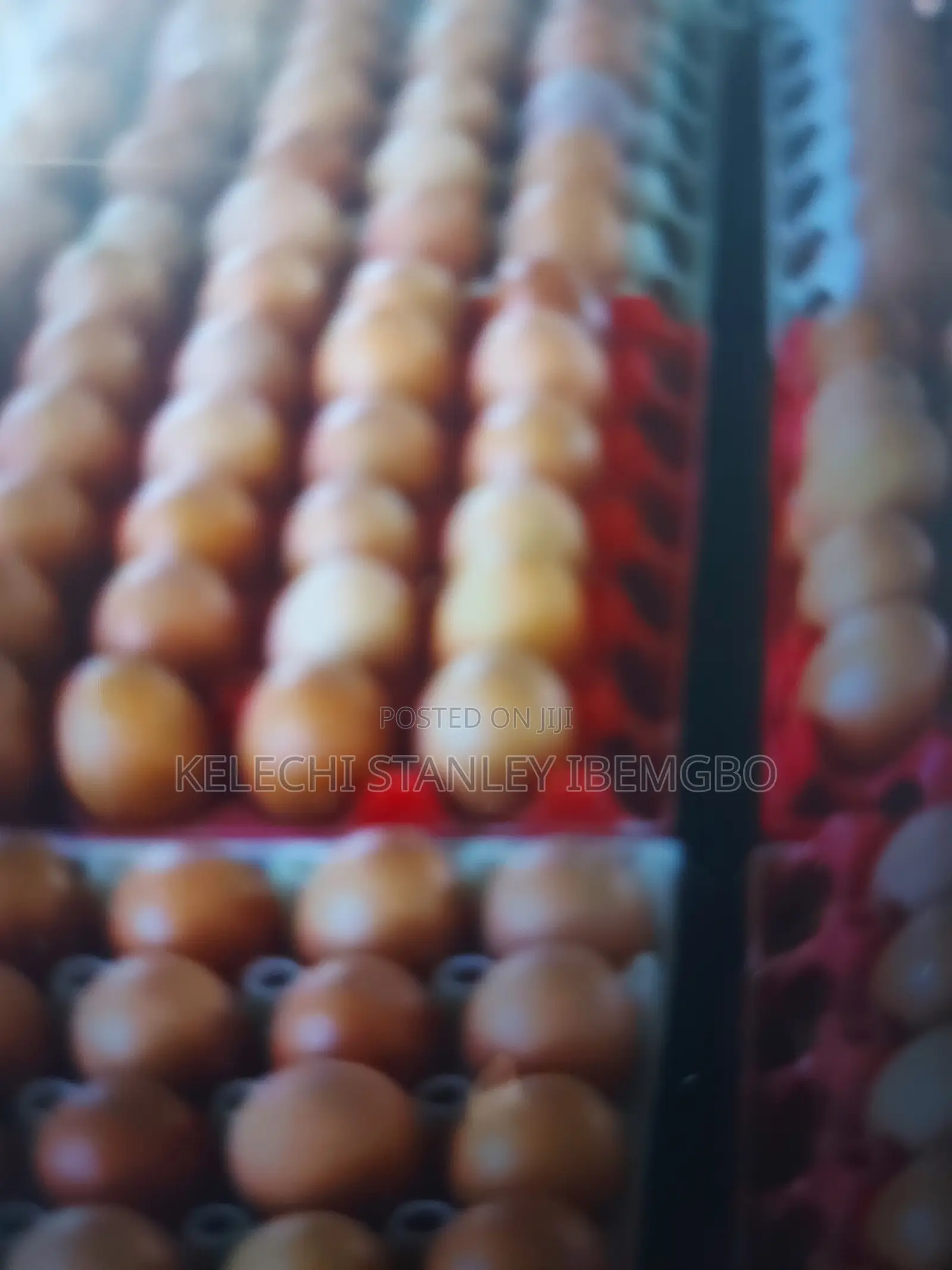 Eggs for Sell