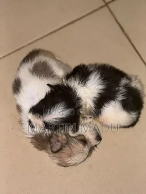 1-3 months Female Purebred Lhasa Apso