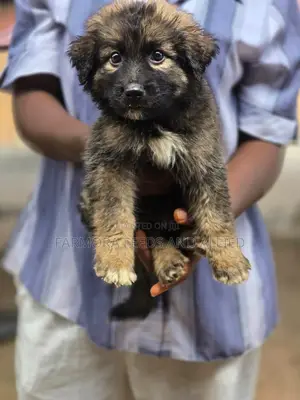 1-3 months Female Purebred Caucasian Shepherd