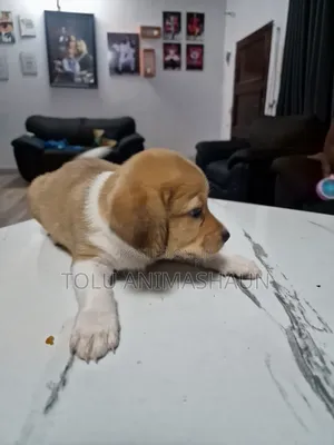 1-3 months Male Mixed Breed Mongrel (No Breed)