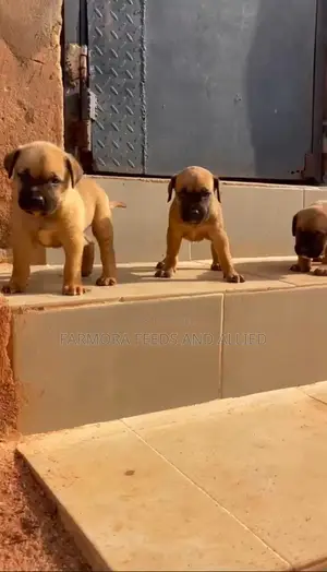 1-3 months Female Purebred Boerboel