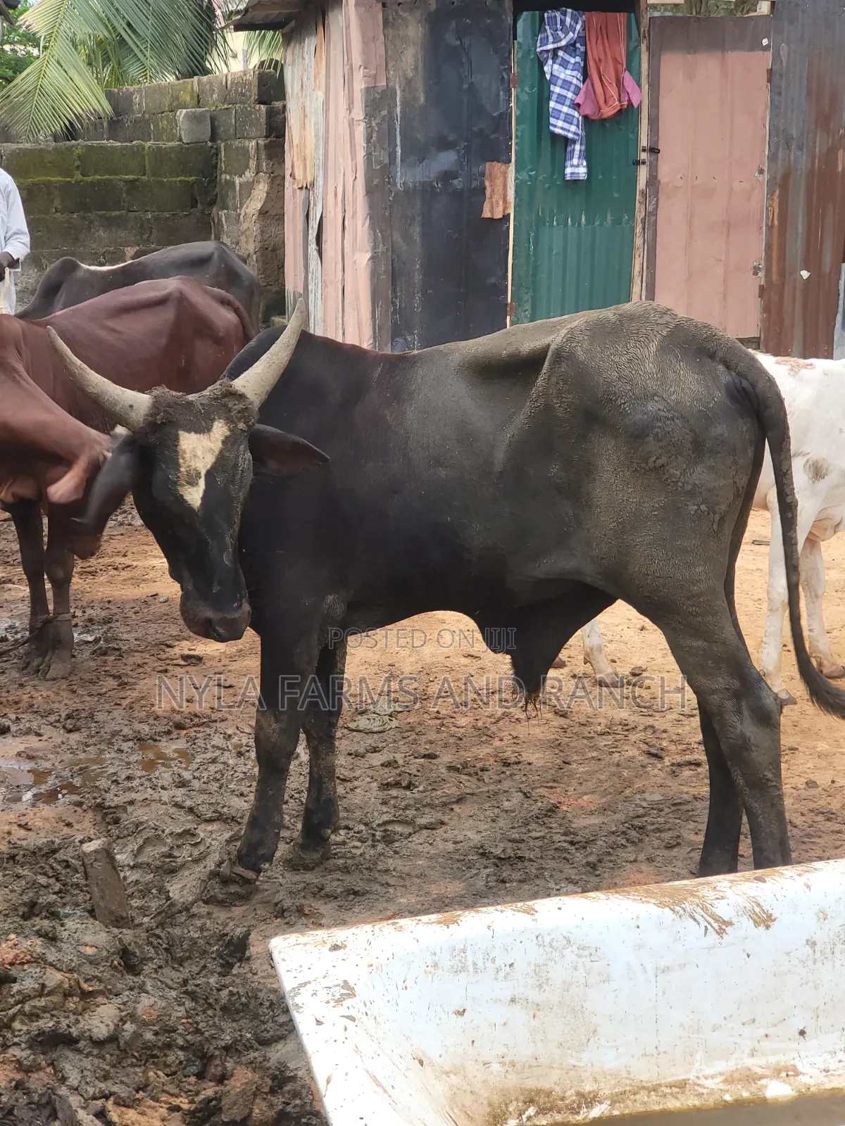 Cows Available