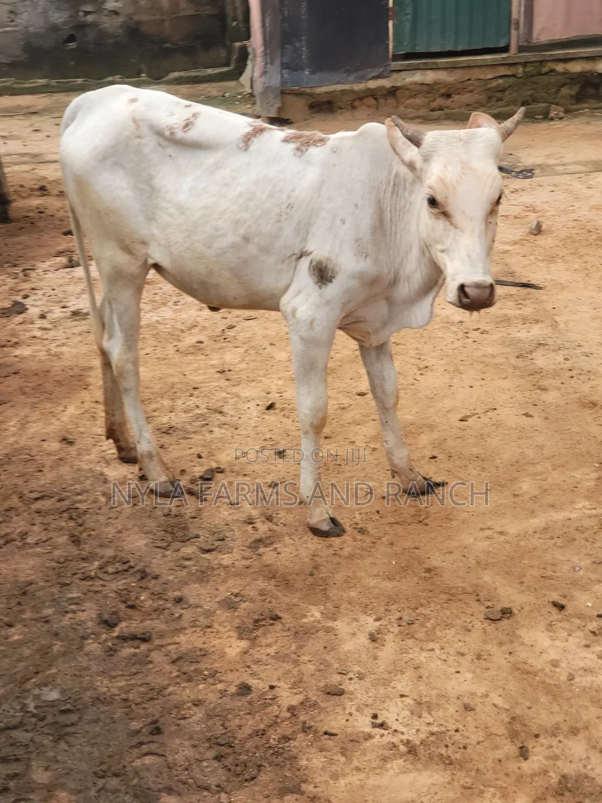 Cows Available