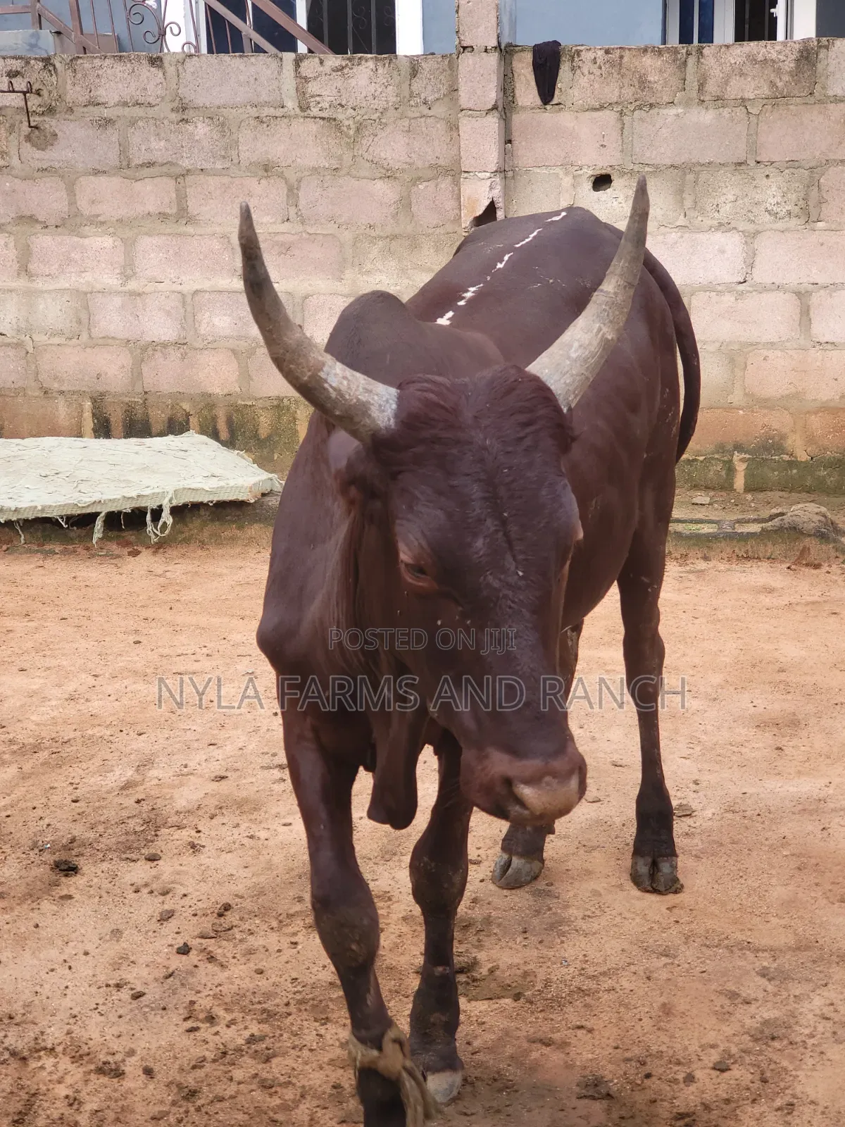 Cows Available