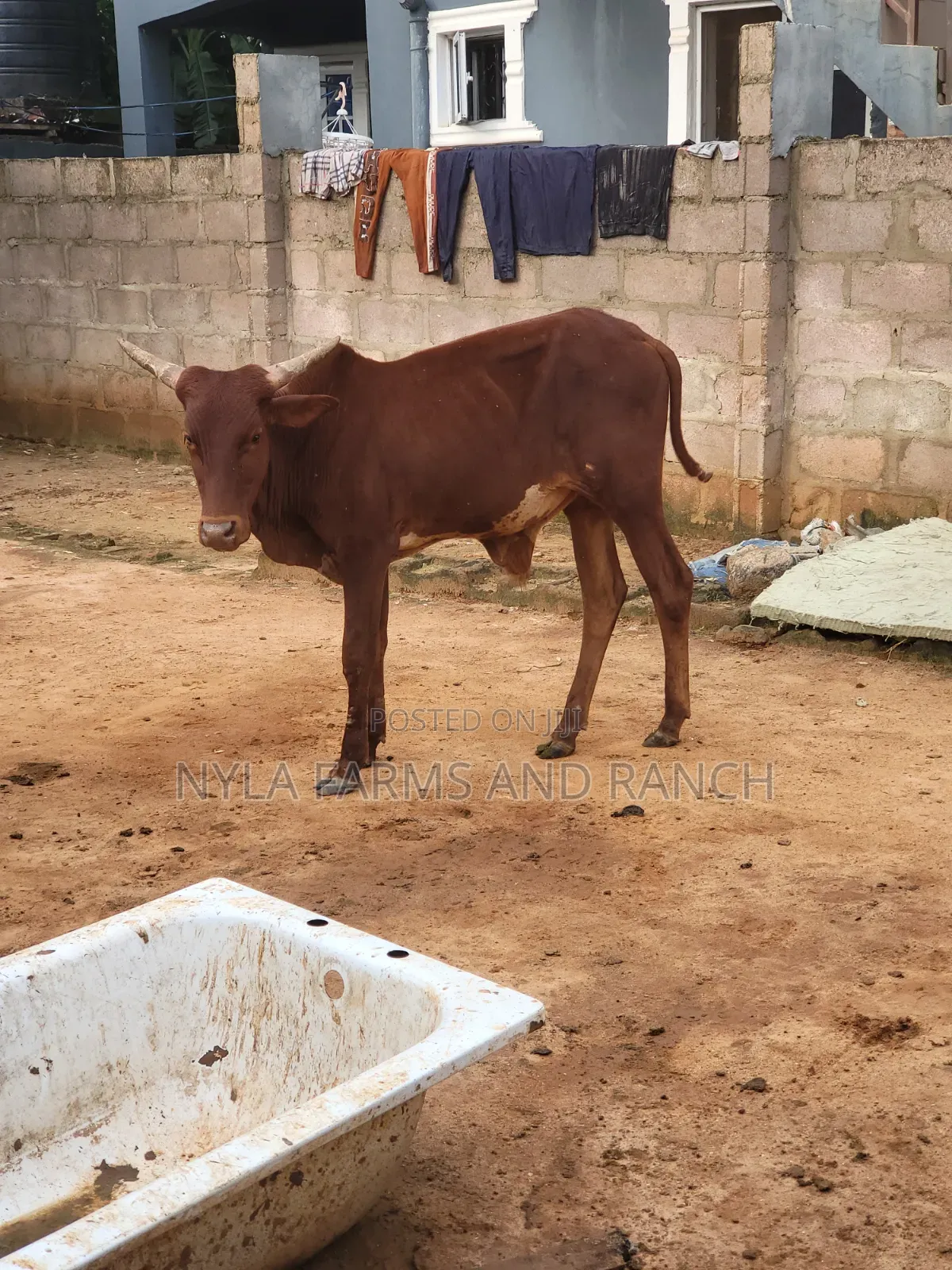 Cows Available