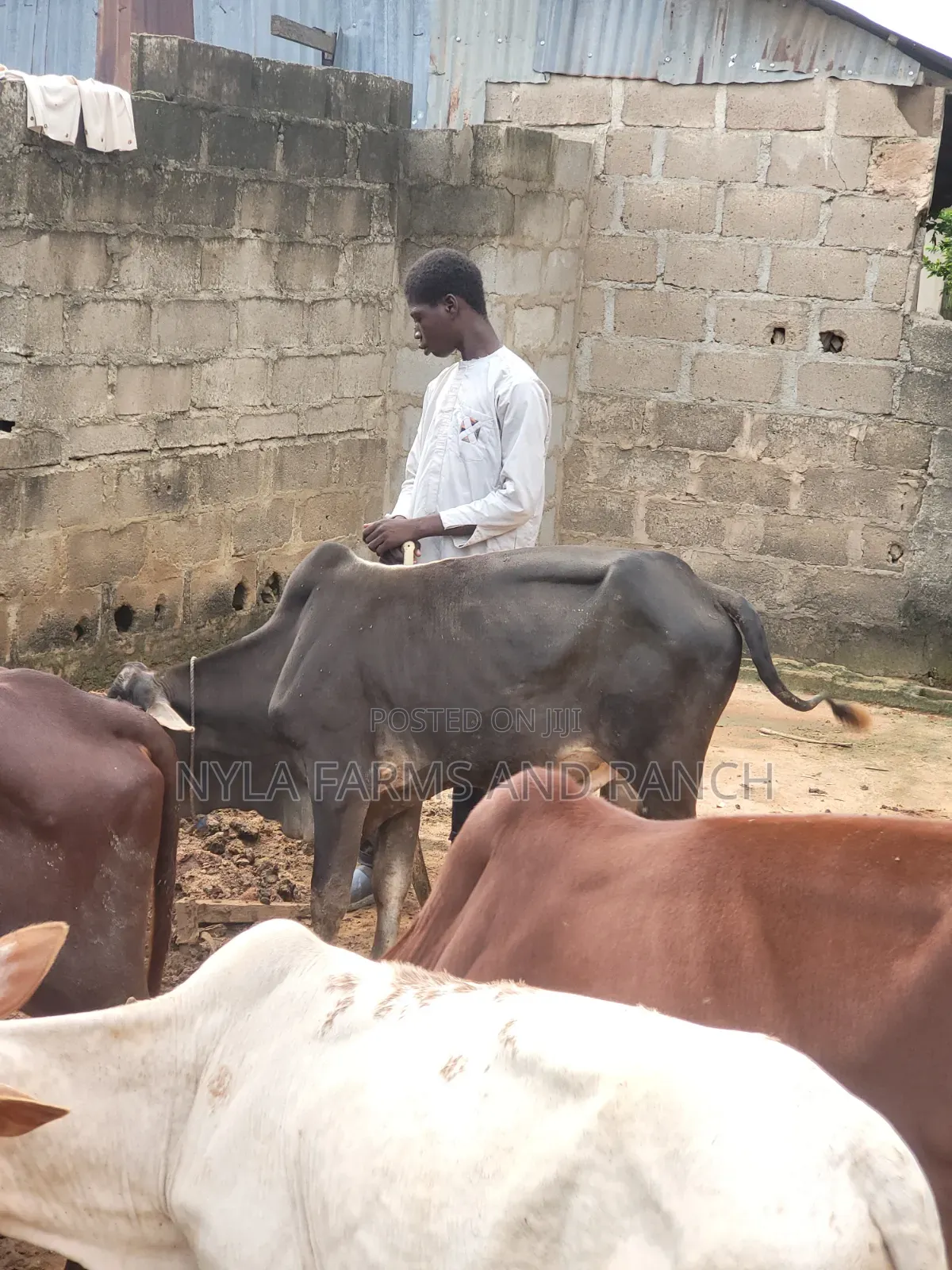 Cows Available