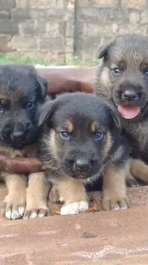 1-3 months Male Purebred German Shepherd