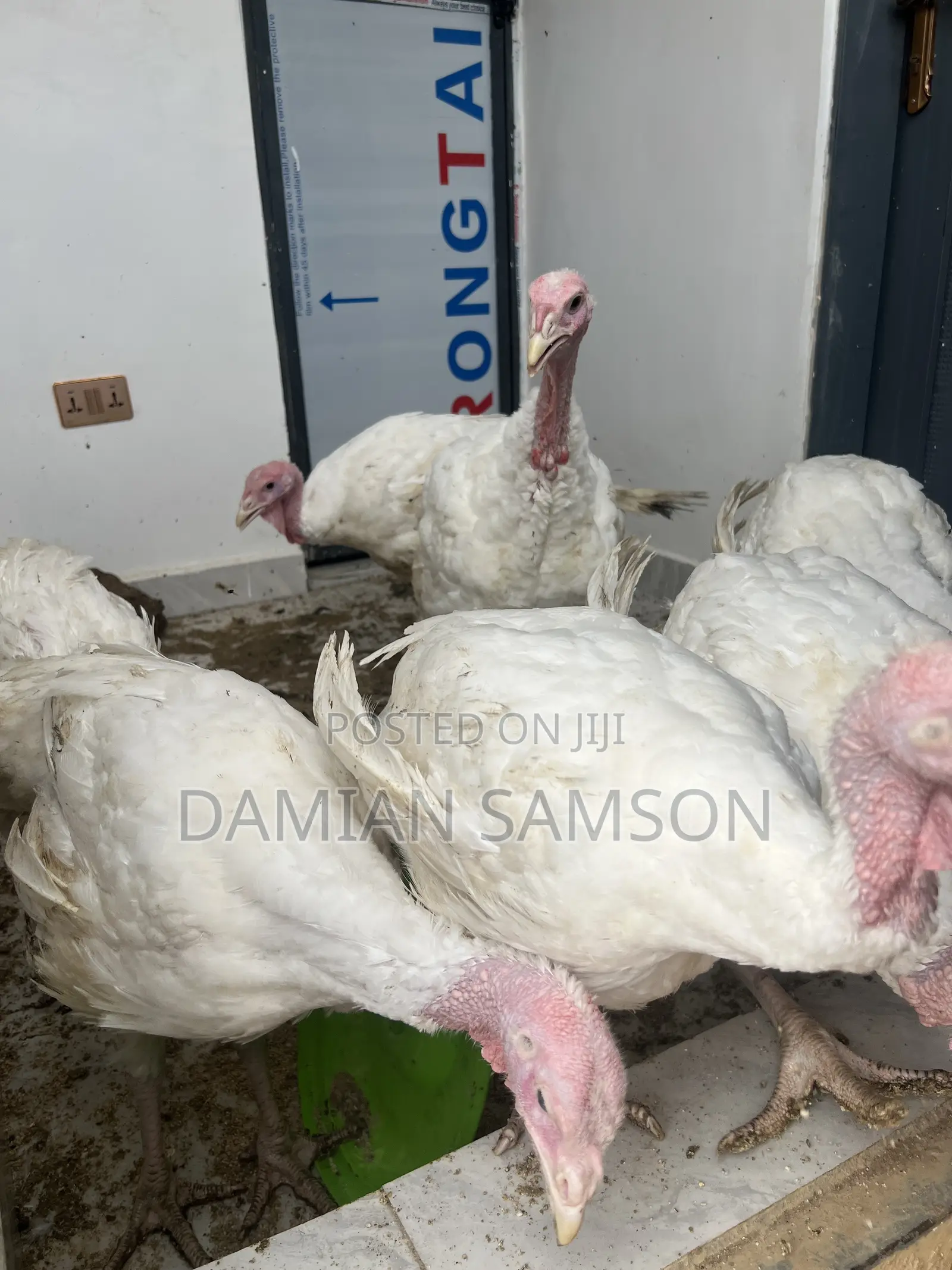 Live Foreign Turkey