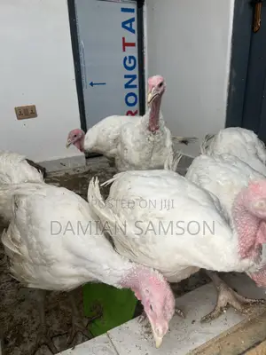 Live Foreign Turkey