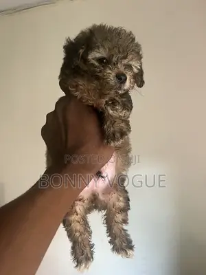 1-3 months Male Purebred Lhasa Apso