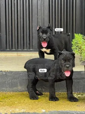 1-3 months Female Purebred Cane Corso