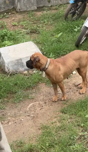 1+ year Female Purebred Boerboel