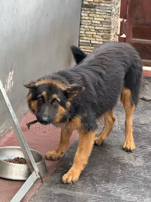 6-12 months Male Purebred German Shepherd