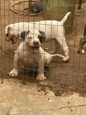 1-3 months Male Purebred American Bulldog