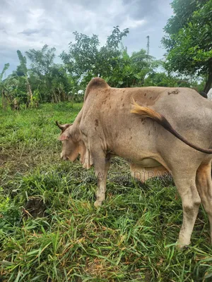 Large Healthy and Fleshy Cows