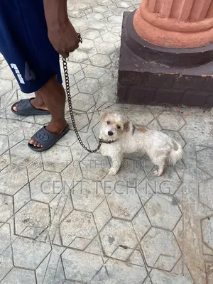 6-12 months Male Purebred Lhasa Apso