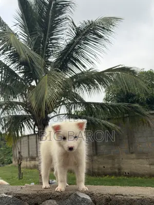1-3 months Female Purebred American Eskimo