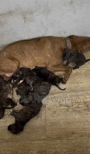 0-1 month Female Mixed Breed American Pit Bull Terrier