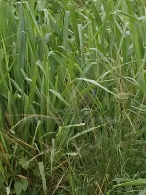 Plot of Land 100x100
