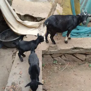 Big Female Go With Two Male Baby's for Sale