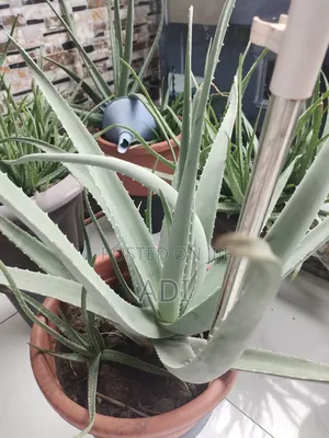 Aloe Vera Plant With Pot